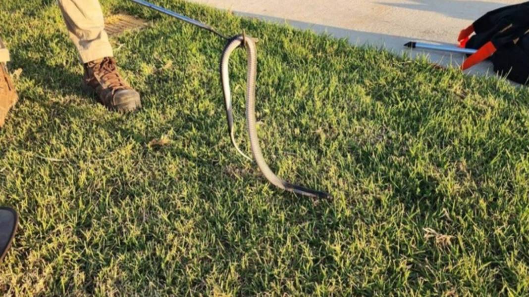 Ev değil yılan yuvası! 2 yaşındaki oğlunu yılanla birlikte gören anne acı gerçeği öğrendi: Meğer onlarcası... 2